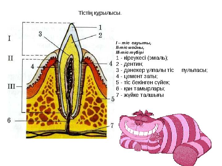 I – тіс сауыты, II -тіс мойны, III -тіс түбірі 1 - кіреукесі (эмаль); 2 - дентин; 3 - дәнекер ұлпалы тіс пульпасы; 4 -