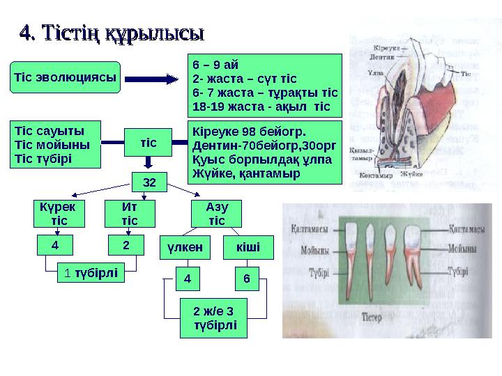 4. Тістің құрылысы4. Тістің құрылысы Тіс эволюциясы 6 – 9 ай 2- жаста – сүт тіс 6- 7 жаста – тұрақты тіс 18-19 жаста - ақыл ті