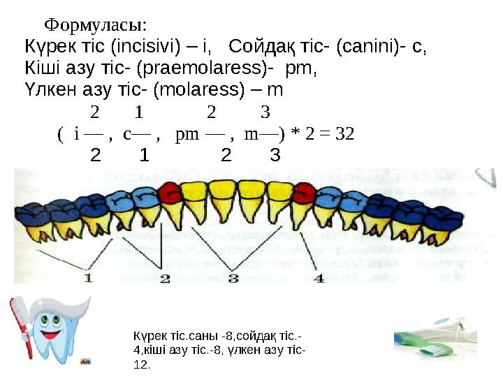 Формуласы: Күрек тіс (incisivi) – і, Сойдақ тіс- (canini)- с, Кіші азу тіс- (praemolaress)- pm, Үлкен азу тіс- (mola