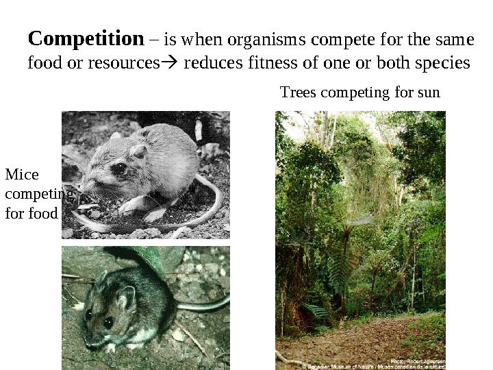 Competition – is when organisms compete for the same food or resources  reduces fitness of one or both species Trees competi