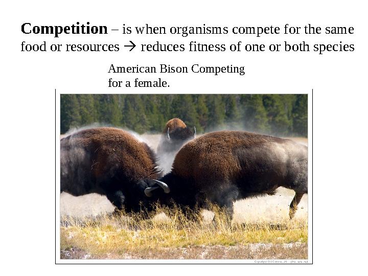 Competition – is when organisms compete for the same food or resources  reduces fitness of one or both species American Bis