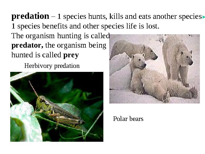 predation – 1 species hunts, kills and eats another species 1 species benefits and other species life is lost. The organism hun