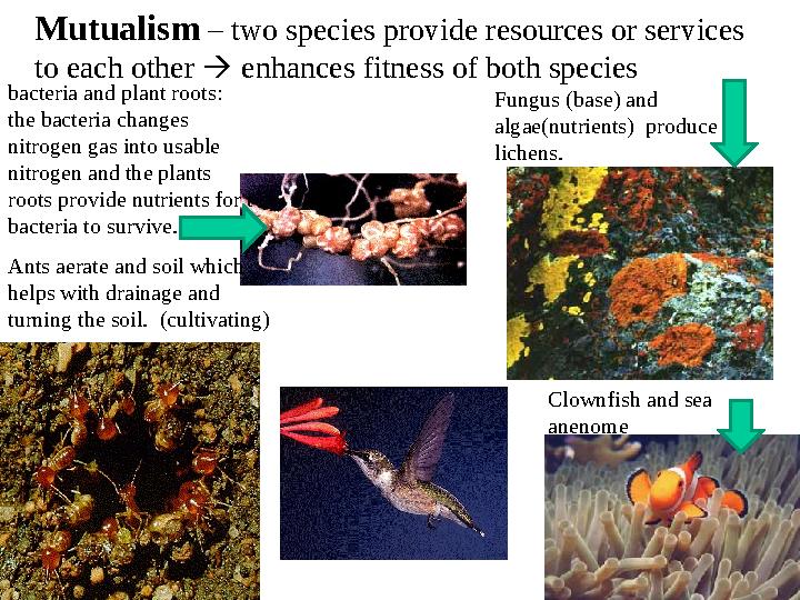 Mutualism – two species provide resources or services to each other  enhances fitness of both species Fungus (base) and alg