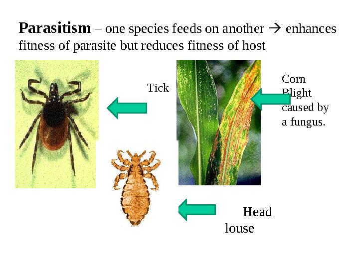 Parasitism – one species feeds on another  enhances fitness of parasite but reduces fitness of host Head louse