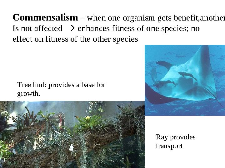 Commensalism – when one organism gets benefit,another Is not affected  enhances fitness of one species; no effect on fitnes