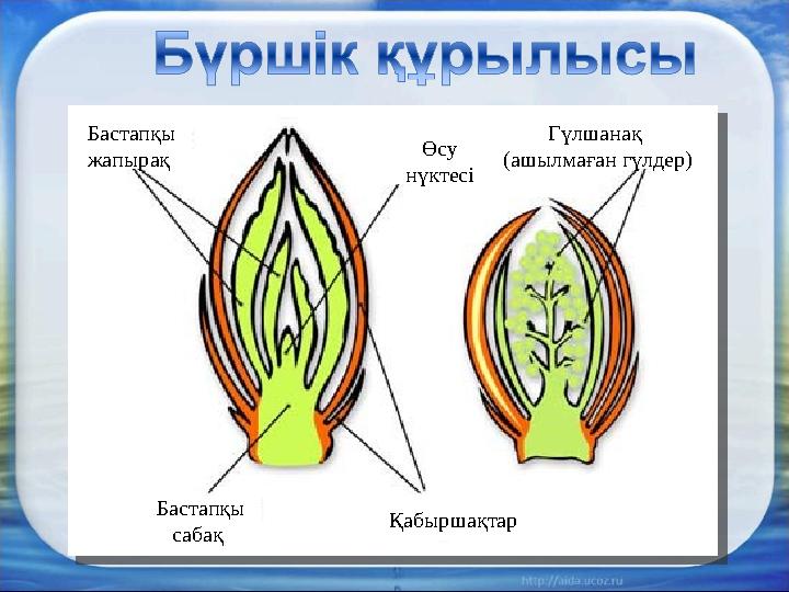 Бастапқы сабақ Бастапқы жапырақ Қабыршақтар Өсу нүктесі Гүлшанақ (ашылмаған гүлдер)