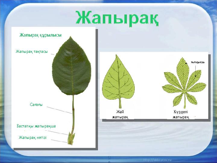 Жапырақ құрылысы Жай жапырақ Күрделі жапырақ жапырақшаЖапырақ тақтасы Сағағы Бастапқы жапырақша Жапырақ негізі