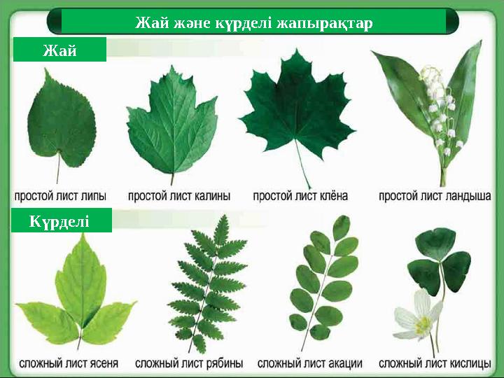 Жай және күрделі жапырақтар Жай Күрделі