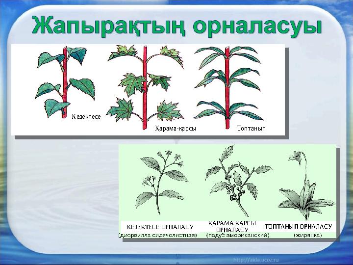 Кезектесе Қарама-қарсы Топтанып КЕЗЕКТЕСЕ ОРНАЛАСУ ҚАРАМА-ҚАРСЫ ОРНАЛАСУ ТОПТАНЫП ОРНАЛАСУ