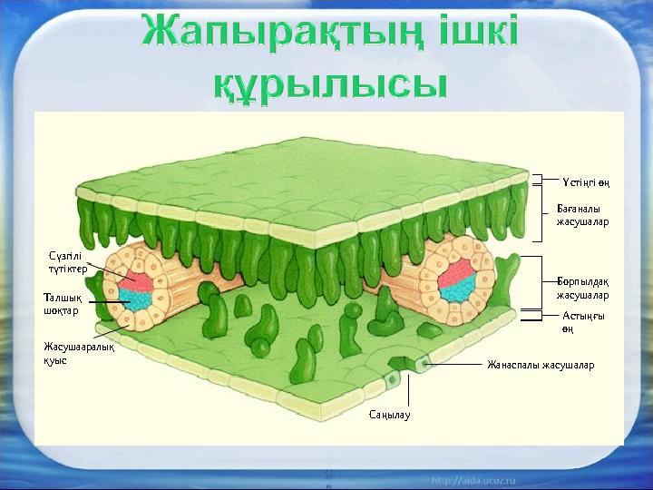 Үстіңгі өң Астыңғы өң Саңылау Жанаспалы жасушаларЖасушааралық қуыс Сүзгілі түтіктер Талшық шоқтар Бағаналы жасушалар Борпы
