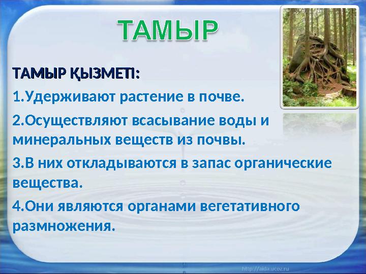 ТАМЫР ҚЫЗМЕТІ:ТАМЫР ҚЫЗМЕТІ: 1. Удерживают растение в почве. 2. Осуществляют всасывание воды и минеральных веществ из почвы. 3.