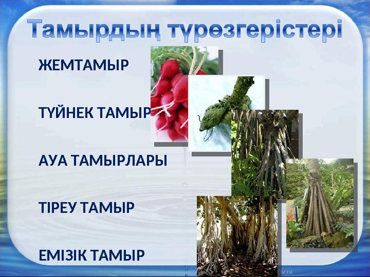 ЖЕМТАМЫР ТҮЙНЕК ТАМЫР АУА ТАМЫРЛАРЫ ТІРЕУ ТАМЫР ЕМІЗІК ТАМЫР