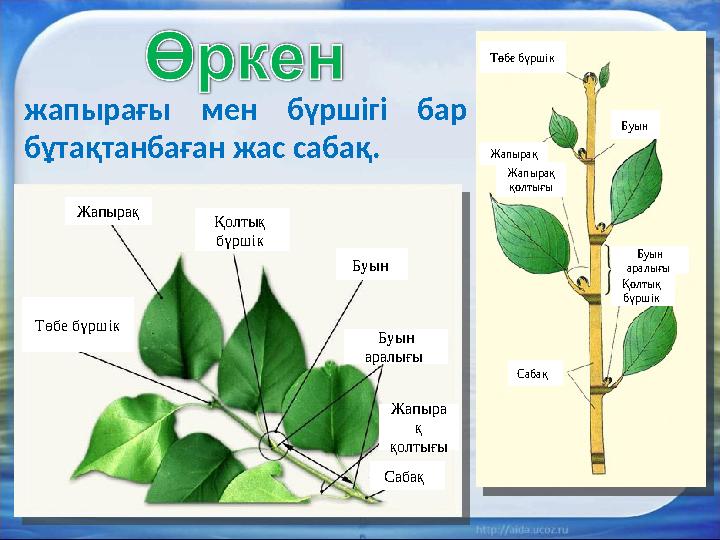 жапырағы мен бүршігі бар бұтақтанбаған жас сабақ. Төбе бүршік Жапырақ Жапырақ қолтығы Буын Буын аралығы Сабақ Қолтық