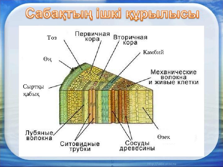 Өзек Камбий Сыртқы қабық Өң Тоз