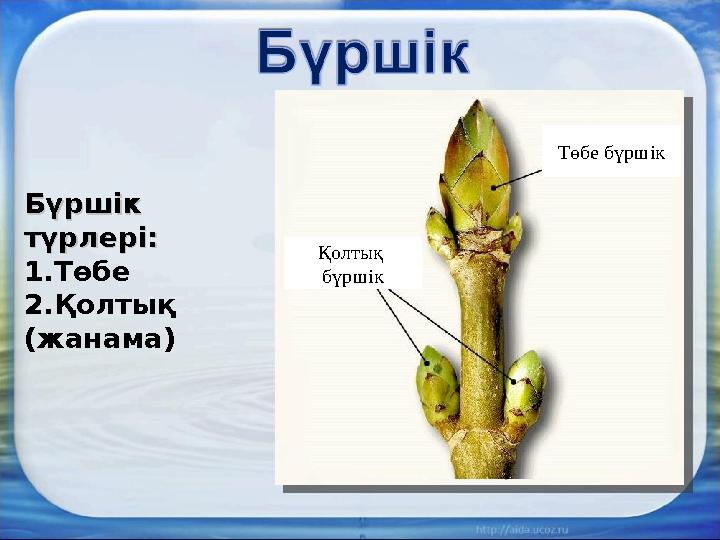 Бүршік Бүршік түрлері:түрлері: 1. Төбе 2. Қолтық (жанама) Төбе бүршік Қолтық бүршік