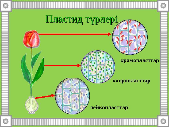 Пластид түрлеріПластид түрлері лейкопласттар хлоропласттар хромопласттар