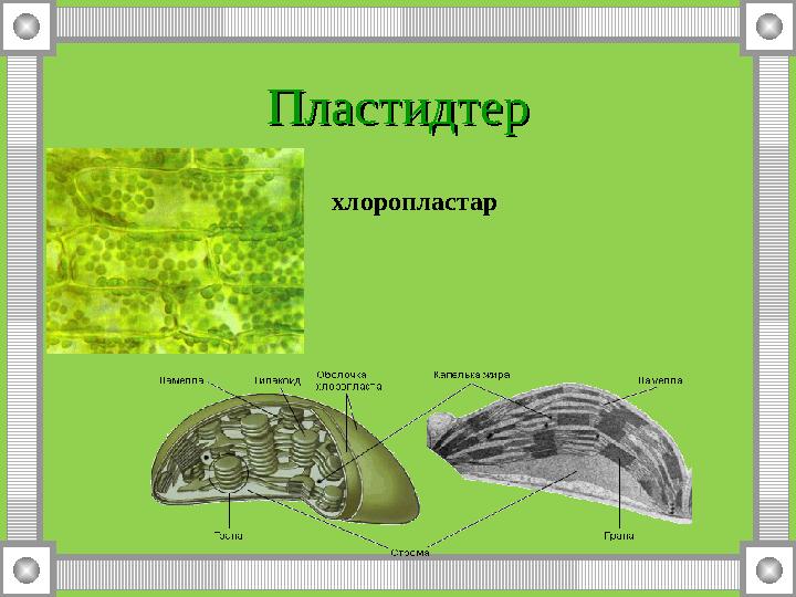 ПластидтерПластидтер хлоропластар
