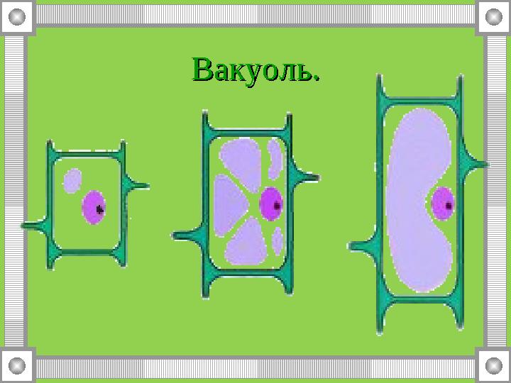 Вакуоль.Вакуоль.