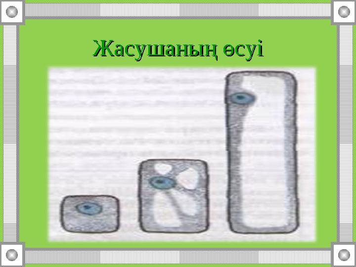 Жасушаның өсуіЖасушаның өсуі