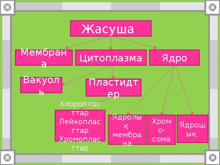 Жасуша Мембран а Цитоплазма Ядро Ядролы қ мембра на Хром о- сома Ядрош ы қ Вакуол ь Пластидт ер Хлороплас ттар Лейкоплас