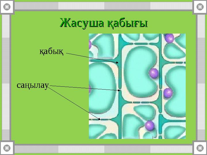 Жасуша қабығыЖасуша қабығы қабық саңылау