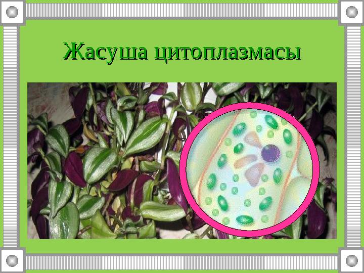 Жасуша цитоплазмасыЖасуша цитоплазмасы
