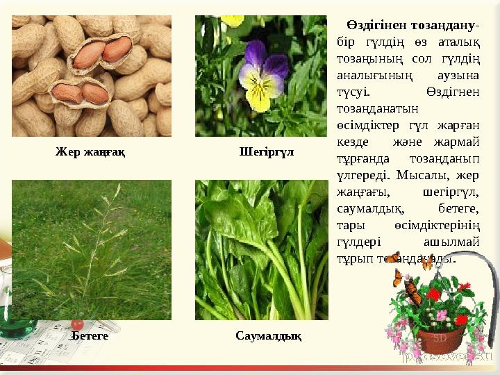 Өздігінен тозаңдану - бір гүлдің өз аталық тозаңының сол гүлдің аналығының аузына түсуі. Өздігнен тозаңданатын өсі