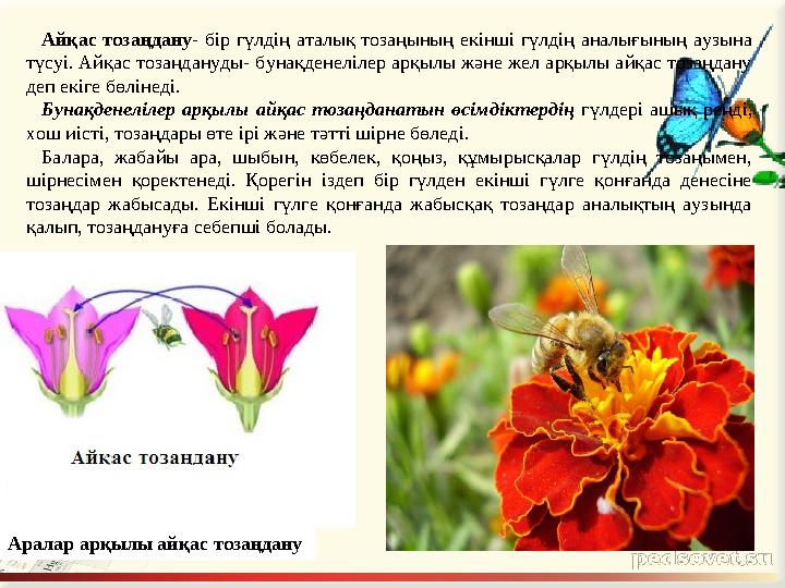 Айқас тозаңдану - бір гүлдің аталық тозаңының екінші гүлдің аналығының аузына түсуі. Айқас тозаңдануды- бунақденелілер