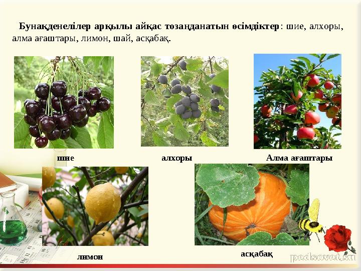 Бунақденелілер арқылы айқас тозаңданатын өсімдіктер : шие, алхоры, алма ағаштары, лимон, шай, асқабақ. шие алхоры Алма а