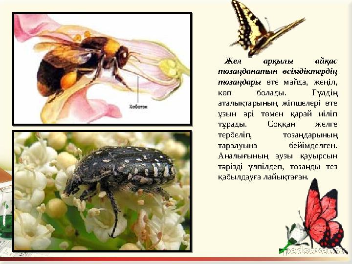 Жел арқылы айқас тозаңданатын өсімдіктердің тозаңдары өте майда, жеңіл, көп болады. Гүлдің аталықтарының жіпшелері
