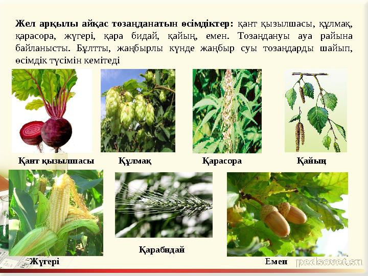 Жел арқылы айқас тозаңданатын өсімдіктер: қант қызылшасы, құлмақ, қарасора, жүгері, қара бидай, қайың, емен. Тоза