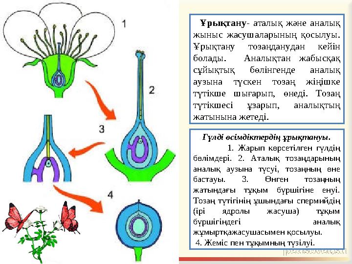 Ұрықтану - аталық және аналық жыныс жасушаларының қосылуы. Ұрықтану тозаңданудан кейін болады. Аналықтан жабысқақ