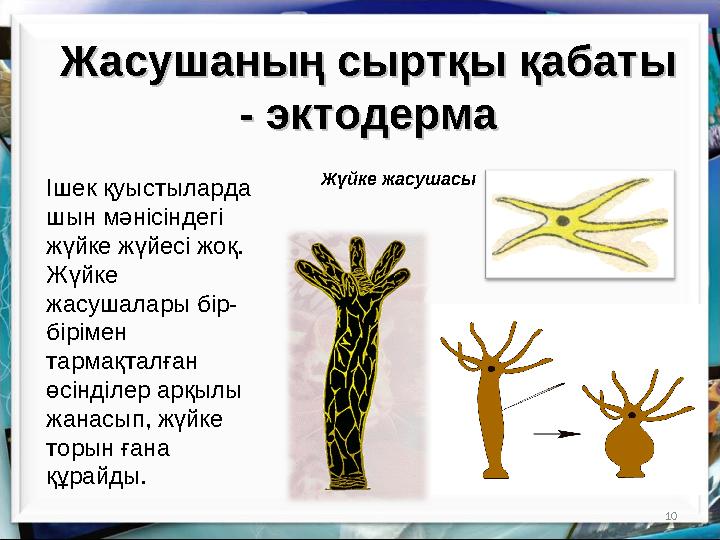 10Жасушаның сыртқы қабаты Жасушаның сыртқы қабаты - эктодерма- эктодерма Жүйке жасушасы Ішек қуыстыларда шын мәнісіндегі жүйк