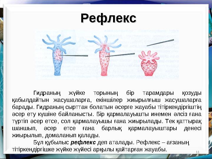 11РефлексРефлекс Гидраның жүйке торының бір тарамдары қозуды қабылдайтын жасушаларға, екіншілер жиырылғыш жасушаларға