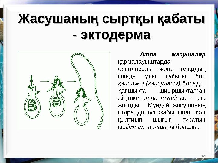 12Жасушаның сыртқы қабаты Жасушаның сыртқы қабаты - эктодерма- эктодерма Атпа жасушалар қармалауыштарда орналасады және о