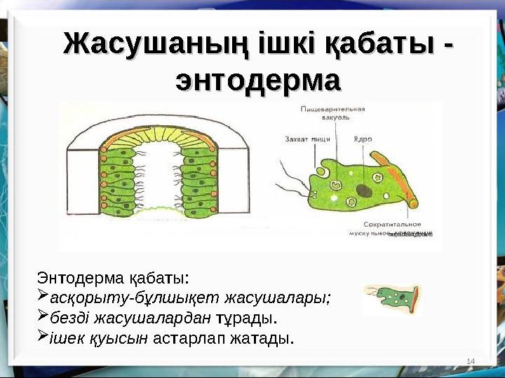 14Жасушаның ішкі қабаты -Жасушаның ішкі қабаты - энтодермаэнтодерма Энтодерма қабаты:  асқорыту-бұлшықет жасушалары;  безді