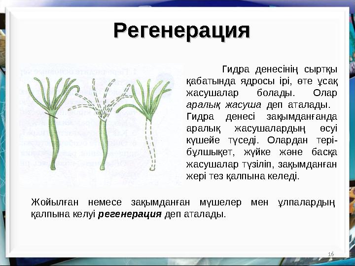 16РегенерацияРегенерация Гидра денесінің сыртқы қабатында ядросы ірі, өте ұсақ жасушалар болады. Олар аралық жасуша