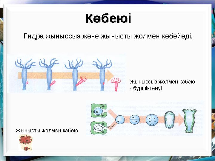 КөбеюіКөбеюі Гидра жыныссыз және жынысты жолмен көбейеді. Жыныссыз жолмен көбею - бүршіктенуі Жынысты жолмен көбею