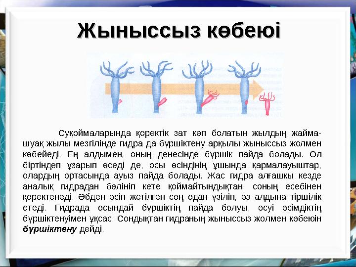 Жыныссыз көбеюіЖыныссыз көбеюі Суқоймаларында қоректік зат көп болатын жылдың жайма- шуақ жылы мезгілінде гидра да