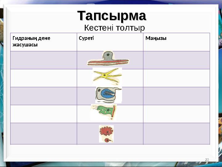 20ТапсырмаТапсырма Кестені толтыр Гидраның дене жасушасы Суреті Маңызы