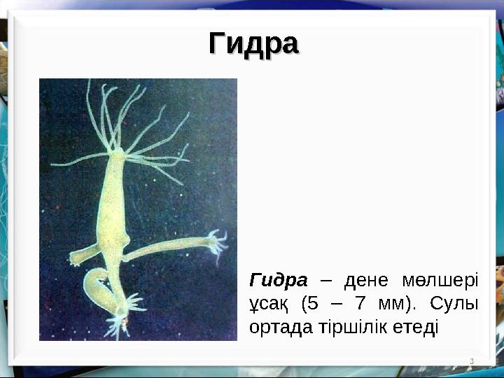3Гидра – дене мөлшері ұсақ (5 – 7 мм). Сулы ортада тіршілік етедіГидра Гидра