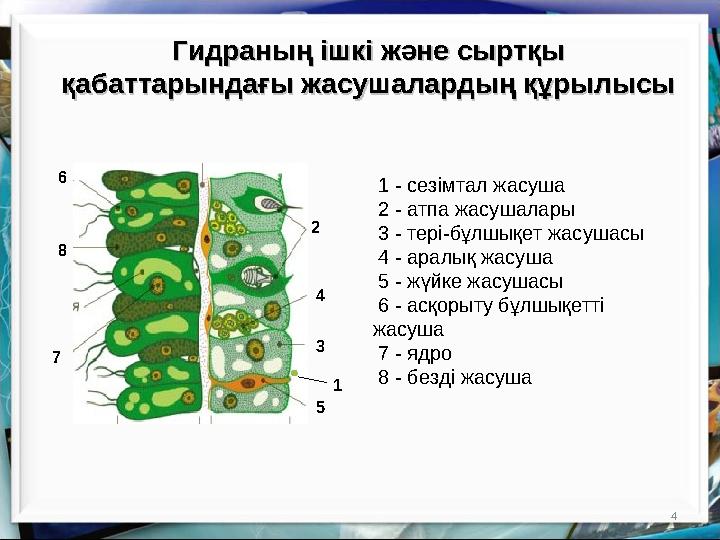 4 1 - сезімтал жасуша 2 - атпа жасушалары 3 - тері-бұлшықет жасушасы 4 - аралық жасуша 5 - жүйке жасушасы 6 - асқорыт