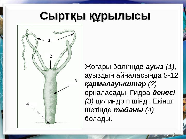 5Сыртқы құрылысыСыртқы құрылысы Жоғары бөлігінде ауыз (1) , ауыздың айналасында 5-12 қармалауыштар (2) орналасады. Гидра