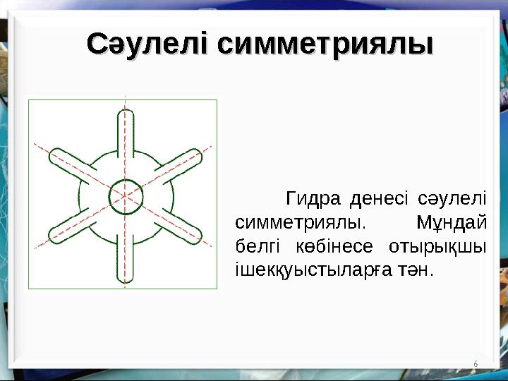 6Сәулелі симметриялыСәулелі симметриялы Гидра денесі сәулелі симметриялы. Мұндай белгі көбінесе отырықшы ішекқуыстыларға