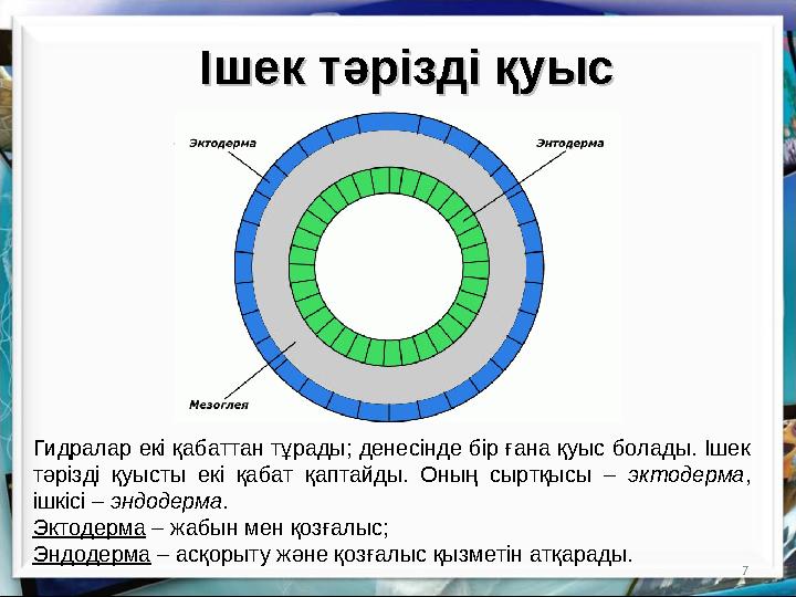 7Ішек тәрізді қуысІшек тәрізді қуыс Гидралар екі қабаттан тұрады; денесінде бір ғана қуыс болады. Ішек тәрізді қуысты екі қа