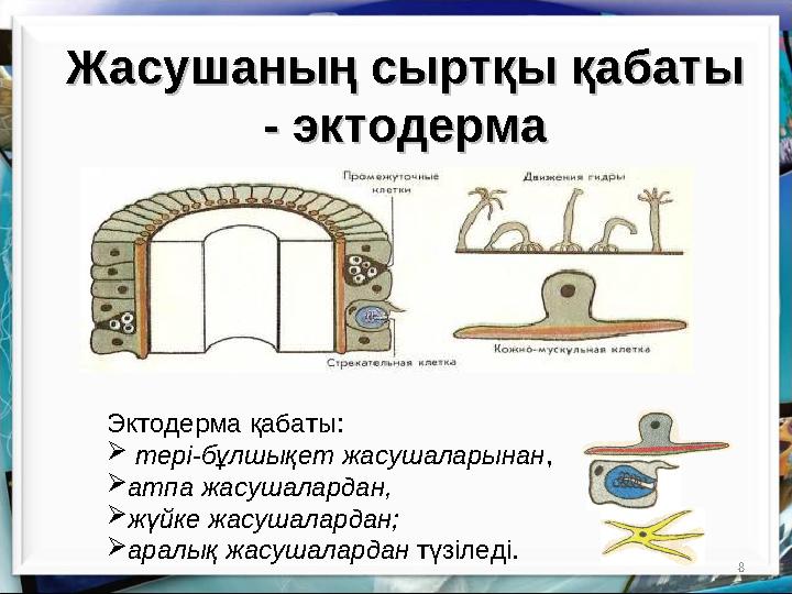 8Жасушаның сыртқы қабаты Жасушаның сыртқы қабаты - эктодерма- эктодерма Эктодерма қабаты:  тері-бұлшықет жасушаларынан , 