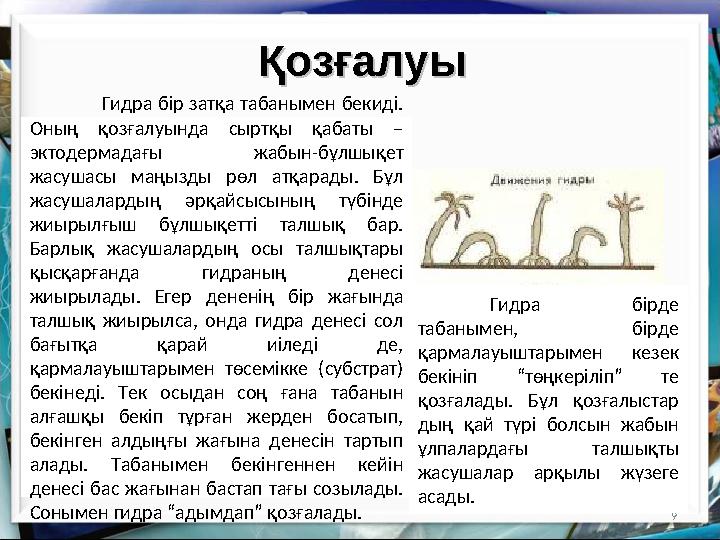 9Қозғалуы Қозғалуы Гидра бір затқа табанымен бекиді. Оның қозғалуында сыртқы қабаты – эктодермадағы жабын-бұлшықет