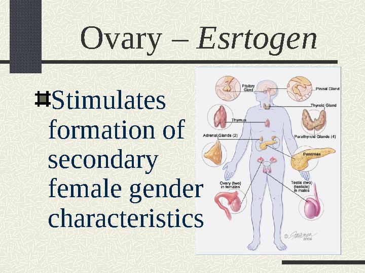 Ovary – Esrtogen Stimulates formation of secondary female gender characteristics