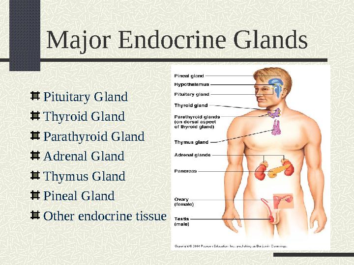 Major Endocrine Glands Pituitary Gland Thyroid Gland Parathyroid Gland Adrenal Gland Thymus Gland Pineal Gland Other endocrine t
