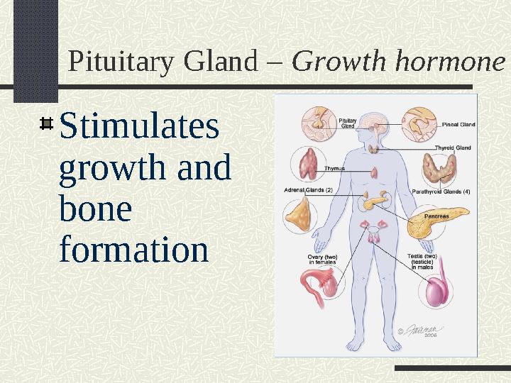 Pituitary Gland – Growth hormone Stimulates growth and bone formation
